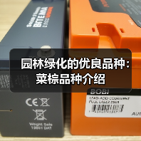 园林绿化的优良品种:菜棕品种介绍(图3) 园林绿化的优良品种:菜棕品种介绍(图3)