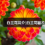 白兰花简介|白兰花图片(图1) 白兰花简介|白兰花图片(图1)