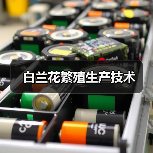白兰花繁殖生产技术(图4) 白兰花繁殖生产技术(图4)