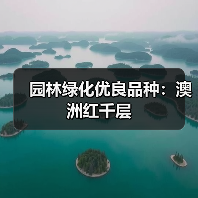 园林绿化优良品种：澳洲红千层（图1）