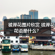 彼岸花图片欣赏 彼岸花花语是什么?(图4) 彼岸花图片欣赏 彼岸花花语是什么?(图4)