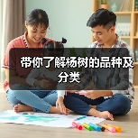 带你了解杨树的品种及分类（图1）