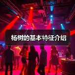 杨树的基本特征介绍（图1）