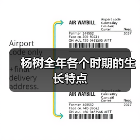 杨树全年各个时期的生长特点（图4）
