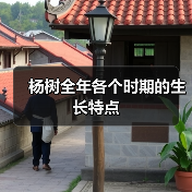 杨树全年各个时期的生长特点（图3）