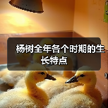 杨树全年各个时期的生长特点（图1）