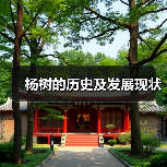 杨树的历史及发展现状(图3) 杨树的历史及发展现状(图3)