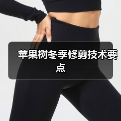 苹果树冬季修剪技术要点（图2）
