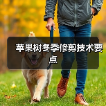 苹果树冬季修剪技术要点（图4）