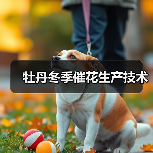 牡丹冬季催花生产技术(图4) 牡丹冬季催花生产技术(图4)