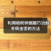 利用杨树休眠期巧治越冬病虫害的方法（图3）