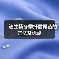 速生杨冬季扦插育苗的方法及优点（图1）