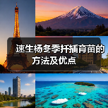 速生杨冬季扦插育苗的方法及优点（图2）