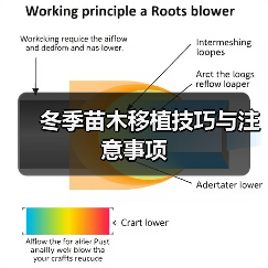 冬季苗木移植技巧与注意事项（图2）