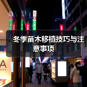 冬季苗木移植技巧与注意事项（图4）