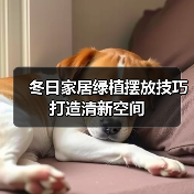冬日家居绿植摆放技巧打造清新空间(图2) 冬日家居绿植摆放技巧打造清新空间(图2)