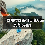 野兔啃食杏树防治方法及有效措施(图2) 野兔啃食杏树防治方法及有效措施(图2)