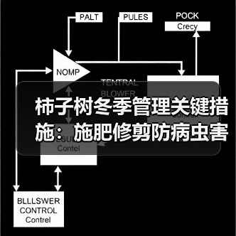 柿子树冬季管理关键措施:施肥修剪防病虫害(图3) 柿子树冬季管理关键措施:施肥修剪防病虫害(图3)