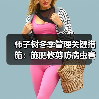 柿子树冬季管理关键措施:施肥修剪防病虫害(图1) 柿子树冬季管理关键措施:施肥修剪防病虫害(图1)