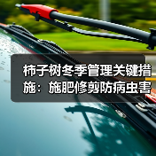柿子树冬季管理关键措施:施肥修剪防病虫害(图4) 柿子树冬季管理关键措施:施肥修剪防病虫害(图4)
