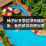 柿子树冬季管理关键措施:施肥修剪防病虫害(图2) 柿子树冬季管理关键措施:施肥修剪防病虫害(图2)