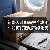 新疆大叶榆养护全攻略：如何打造城市绿化优选树种（图2）