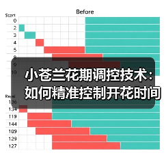小苍兰花期调控技术:如何精准控制开花时间?(图2) 小苍兰花期调控技术:如何精准控制开花时间?(图2)
