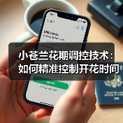 小苍兰花期调控技术如何实现提前80天？-