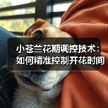 小苍兰花期调控技术:如何精准控制开花时间?(图3) 小苍兰花期调控技术:如何精准控制开花时间?(图3)