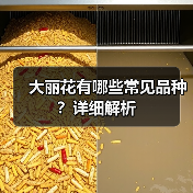 大丽花有哪些常见品种?详细解析(图3) 大丽花有哪些常见品种?详细解析(图3)