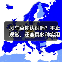 风车草你认识吗?不止观赏,还兼具多种实用功能!(图2) 风车草你认识吗?不止观赏,还兼具多种实用功能!(图2)