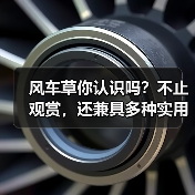 风车草你认识吗?不止观赏,还兼具多种实用功能!(图1) 风车草你认识吗?不止观赏,还兼具多种实用功能!(图1)