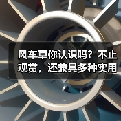 风车草你认识吗?不止观赏,还兼具多种实用功能!(图3) 风车草你认识吗?不止观赏,还兼具多种实用功能!(图3)
