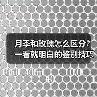 月季和玫瑰怎么区分?一看就明白的鉴别技巧!(图1) 月季和玫瑰怎么区分?一看就明白的鉴别技巧!(图1)