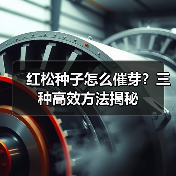 红松种子怎么催芽?三种高效方法揭秘(图4) 红松种子怎么催芽?三种高效方法揭秘(图4)