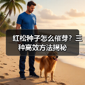 红松种子怎么催芽?三种高效方法揭秘(图3) 红松种子怎么催芽?三种高效方法揭秘(图3)