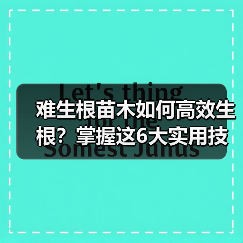 如何高效促进难生根苗木生根？6种实用技巧
