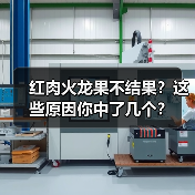 红肉火龙果不结果?这些原因你中了几个?(图4) 红肉火龙果不结果?这些原因你中了几个?(图4)