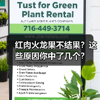 红肉火龙果不结果？揭秘背后三大原因-云溯