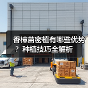 香樟苗密植有哪些优势?种植技巧全解析(图2) 香樟苗密植有哪些优势?种植技巧全解析(图2)