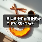 香樟苗密植有哪些优势?种植技巧全解析(图3) 香樟苗密植有哪些优势?种植技巧全解析(图3)