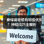 香樟苗密植有哪些优势?种植技巧全解析(图1) 香樟苗密植有哪些优势?种植技巧全解析(图1)
