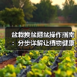 盆栽换盆翻盆操作指南:分步详解让植物健康生长(图3) 盆栽换盆翻盆操作指南:分步详解让植物健康生长(图3)