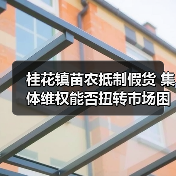 桂花镇苗农抵制假货 集体维权能否扭转市场困局?(图2) 桂花镇苗农抵制假货 集体维权能否扭转市场困局?(图2)