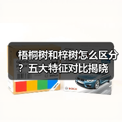 梧桐树和梓树怎么区分?五大特征对比揭晓(图3) 梧桐树和梓树怎么区分?五大特征对比揭晓(图3)