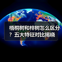梧桐树和梓树怎么区分?五大特征对比揭晓(图2) 梧桐树和梓树怎么区分?五大特征对比揭晓(图2)