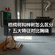 梧桐树和梓树怎么区分?五大特征对比揭晓(图4) 梧桐树和梓树怎么区分?五大特征对比揭晓(图4)