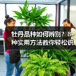 牡丹品种如何辨别?8种实用方法教你轻松识别(图3) 牡丹品种如何辨别?8种实用方法教你轻松识别(图3)