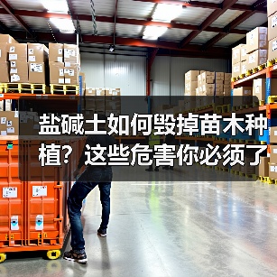 盐碱土如何毁掉苗木种植?这些危害你必须了解(图3) 盐碱土如何毁掉苗木种植?这些危害你必须了解(图3)