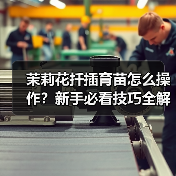茉莉花扦插育苗怎么操作?新手必看技巧全解析(图2) 茉莉花扦插育苗怎么操作?新手必看技巧全解析(图2)